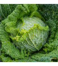 Kapusta hlávková k rychlení Raketa - Brassica oleracea var. sabauda - semena kapusty - 250 ks
